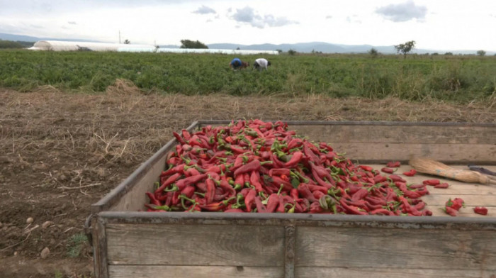 Paprika u Donjoj Lokošnici potpuno podbacila zbog suše: Cene na pijacama skočile, a manjak padavina desetkovao i kukuruz