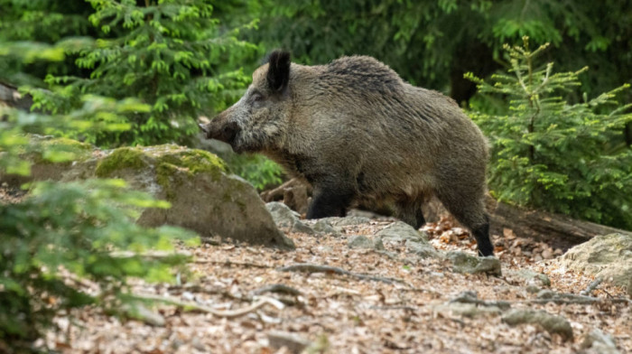 Sakupljača pečuraka u Nemačkoj napala divlja svinja