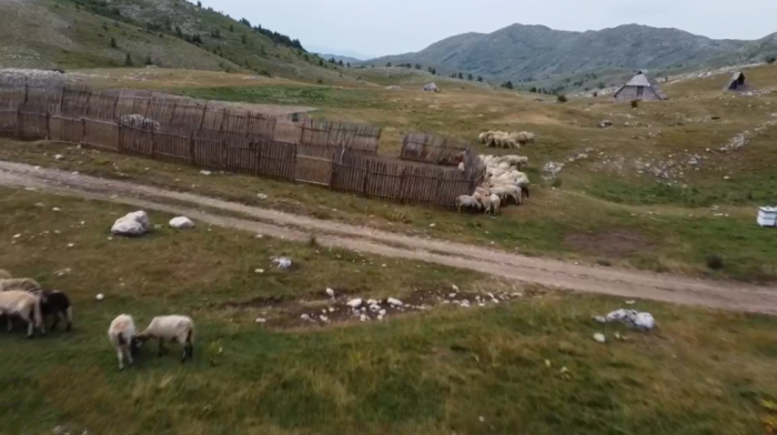 Kako izgleda život u jednom katunu na Sinjajevini: Lepote i izazovi na najvećem pašnjaku Balkana