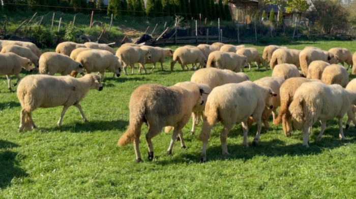 Čopor pasa lutalica napao stado u selu kod Novog Pazara: Uginulo 49 ovaca, 17 povređeno