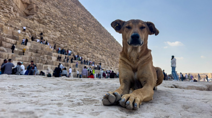 Snimak psa na vrhu piramide oduševio planetu: Kako je čupavi "faraon" po imenu Apolo postao zvezda interneta