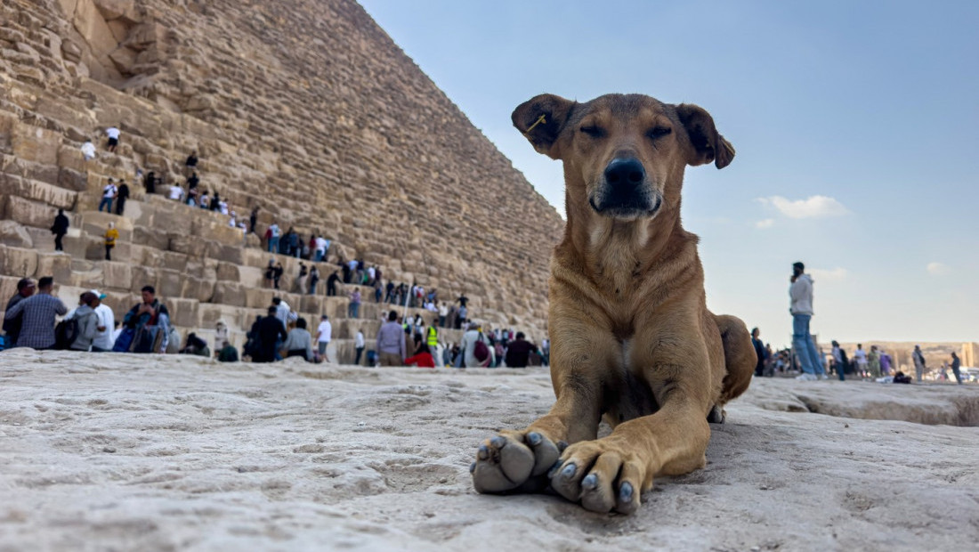 Snimak psa na vrhu piramide oduševio planetu: Kako je čupavi "faraon" po imenu Apolo postao zvezda interneta