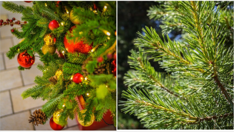 Nova godina i večita dilema: Da li više čuvamo prirodu ako kitimo prirodnu ili plastičnu jelku?