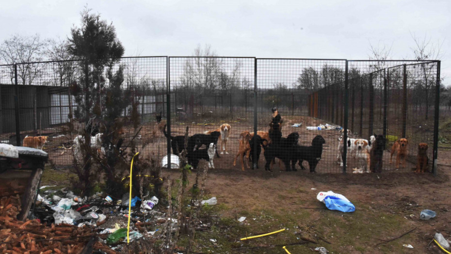 Pedeset pasa u nehumanim uslovima, sumnja se da su neki uginuli: Protiv vlasnika azila podneta krivična prijava