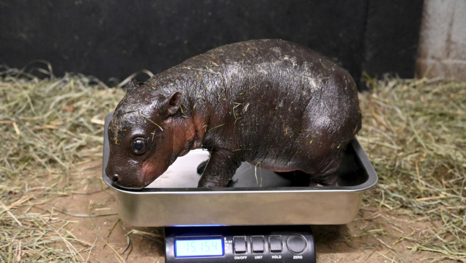 U Virdžiniji rođen pigmejski nilski konj, ugrožena vrsta