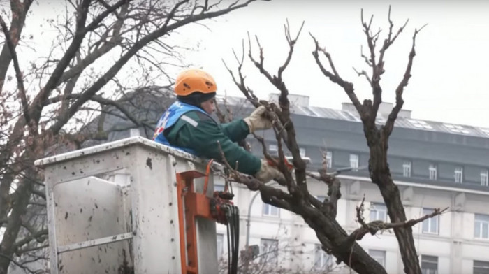 Pravo je vreme za orezivanje drveća: Kako izgleda redovno održavanje stabala u glavnom gradu