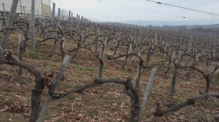 Sveti Trifun, orezivanje vinove loze i specifičnosti šumadijskog vina - koja je tajna "srpske Toskane"?