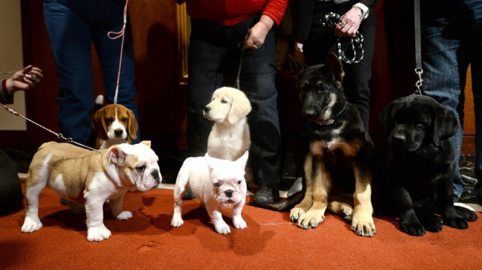 Lepotani kratke njuške koji su preoteli titulu labradorima: Koja je sada najpopularnija rasa pasa u Americi