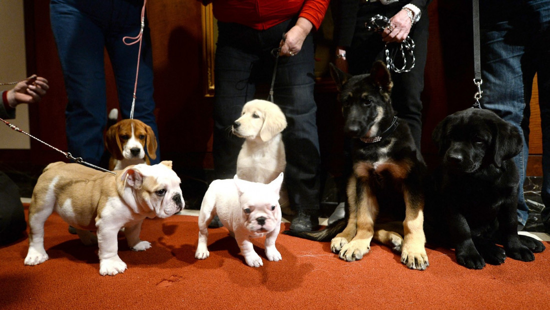 Lepotani kratke njuške koji su preoteli titulu labradorima: Koja je sada najpopularnija rasa pasa u Americi