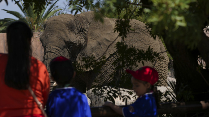 Meksički sud naložio zoo vrtu da poboljša uslove Eli, ''najtužnijeg slona na svetu"'