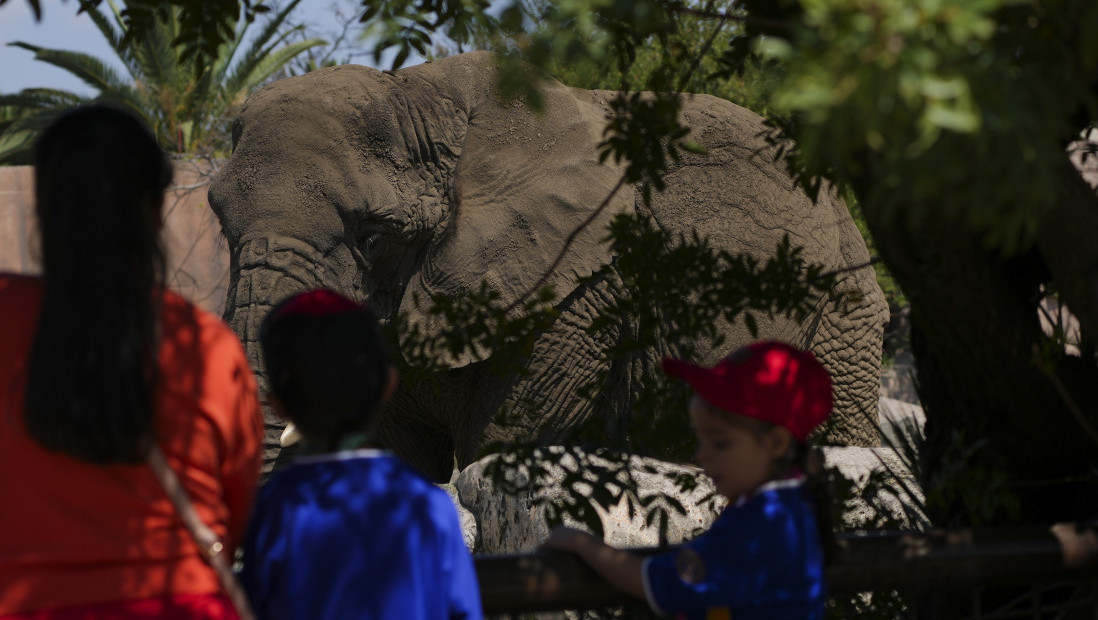 Meksički sud naložio zoo vrtu da poboljša uslove Eli, ''najtužnijeg slona na svetu"'