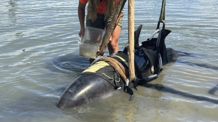 Delfin težak preko 400 kilograma uskočio u čamac novozelandskih ribara