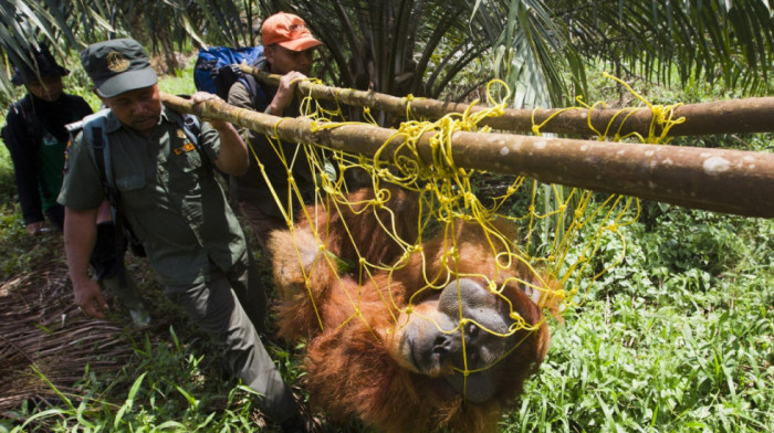 "Kao da kidnapuješ dedu": Zašto premeštanje orangutana preti njihovom opstanku