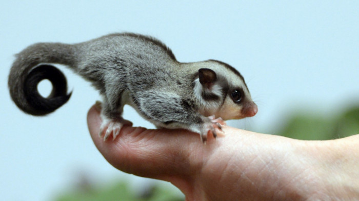 Da li znate šta je sugar glider: O neobičnoj životinji koju mnogi žele za ljubimca postoje dva glavna mita