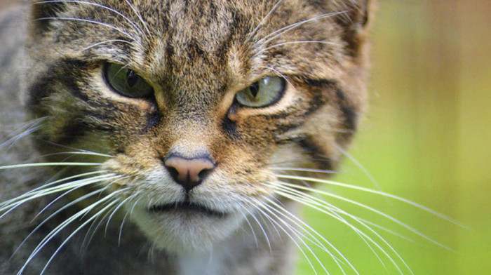 Vest koja je razljutila mnoge vlasnike mačaka: Francuskinji kazna od 1.250 evra jer je njen ljubimac odlazio kod komšije