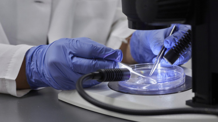 Naučnici kombinovali organoide bubrega sa organima svinje i izvršili transplantaciju