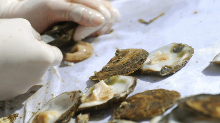 Evropske ostrige ugrožene zbog prekomernog lova, bolesti i invazivnih vrsta: Ima ih najviše u Švedskoj i Norveškoj