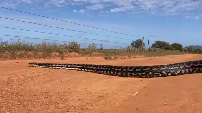 Neverovatan prizor čak i za Australiju: Kad ogromni piton prepreči put (VIDEO)