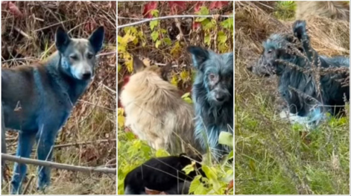 Nešto čudno se dešava u Černobiljskoj zoni isključenja: Psi lutalice postali plavi (VIDEO)