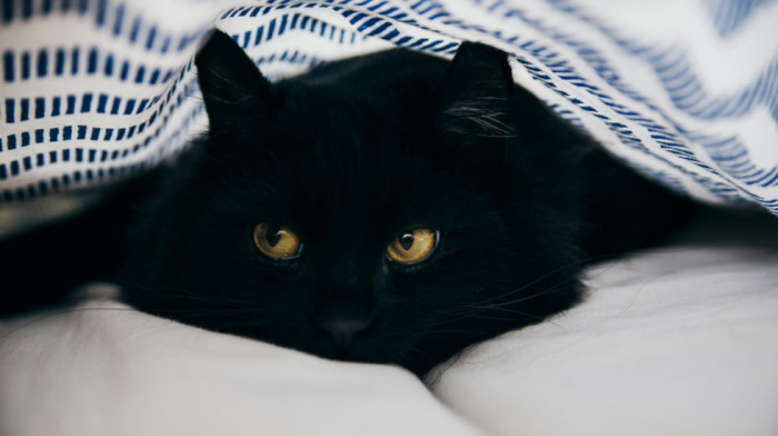 Želite crnu mačku? U jednom gradu ne smete da je usvojite uoči Noći veštica