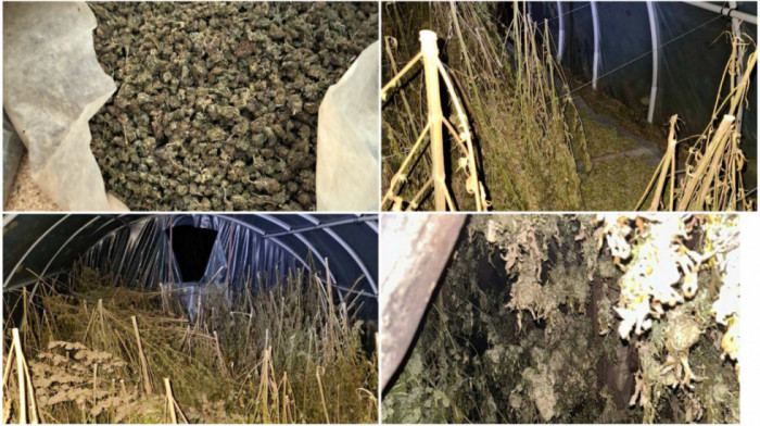 Na imanju u Loznici zaplenjeno oko 356 kilograma marihuane, uhapšen osumnjičeni