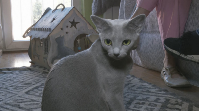 "Belgrade Cat Fest" tokom vikenda: Kako se mačke pripremaju za Međunarodnu izložbu (VIDEO)