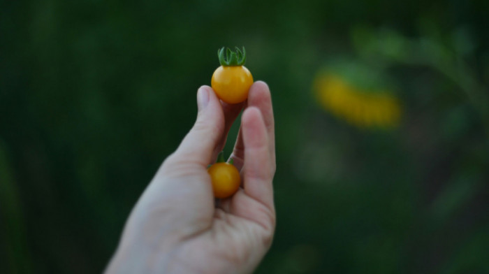 Neočekivano otkriće naučnika: Paradajz sa Galapagosa "evoluira unazad"