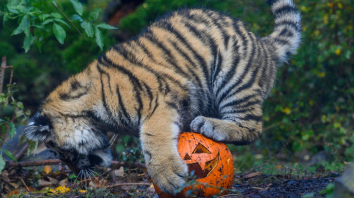 Uz malo mašte, zdrava poslastica postaje igračka: Stanovnici zoo vrtova uživaju u "dekoraciji" za Noć veštica (FOTO)